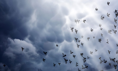 Rain clouds in the sky and a flock of pigeons. The religious concept of faith, the rays of the sun...