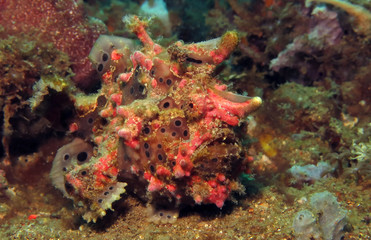 Naklejka na ściany i meble Underwater world - Warty frogfish - Antennarius maculatus. Bali, Tulamben, Indonesia.
