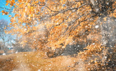 Autumn park in the first snow