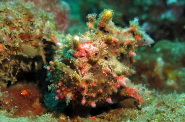 Fototapeta na wymiar Underwater world - Warty frogfish - Antennarius maculatus. Bali, Tulamben, Indonesia.