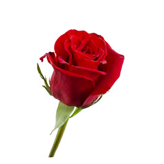 Dark red rose