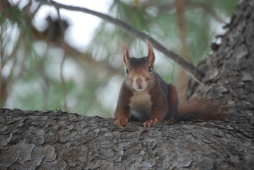 Red Spanish Squirrel Portrait