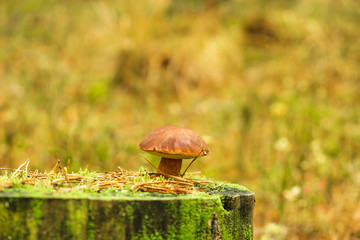 Tubular edible mushroom on an old tree among moss and pine needles on a blurry background.