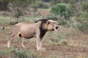 Afrikanischer Löwe / African Lion / Panthera Leo.