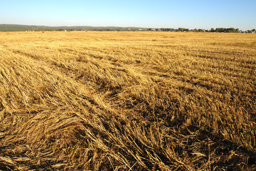 Crumpled wheat field after harvest to horizon, at sunset