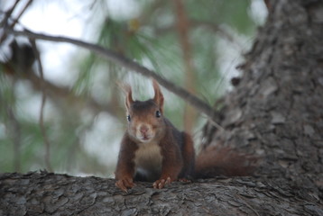 Red Spanish Squirrel Portrait