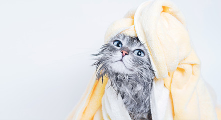 Funny smiling wet gray tabby cute kitten after bath wrapped in yellow towel with big blue eyes. Pets and lifestyle concept. Just washed lovely fluffy cat with towel around his head on grey background.