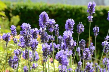 Obraz premium Beautiful purple lavender in a garden