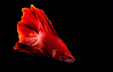 Beta Fish, Fighting Fish in watter