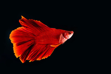 Beta Fish, Fighting Fish in watter