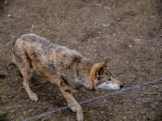 Grey Wolf (Canis lupus) moving slow behind fence - captive animal