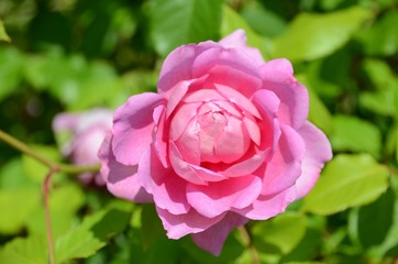 The Ingenious Mr Fairchild - a beautiful pink rose bloom