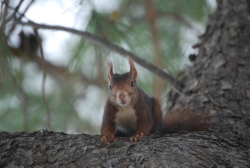Red Spanish Squirrel Portrait