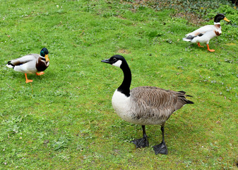 Canadian Goose.Wild goose on a forest lake. Biting grass.
