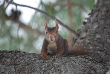 Red Spanish Squirrel Portrait