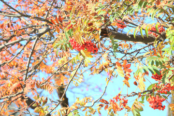 Autumn Landscape. A red rowan mound on a tree. Autumn leaves. Gold and red leaves on a tree. The rowan on the background of the sky