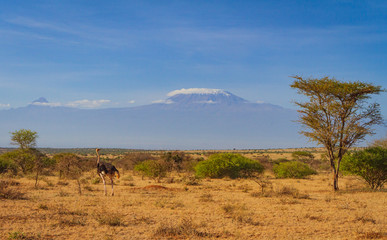 Ostrich "Struthio camelus" looks back at Mount Kilimanjaro, Africa's highest mountain, and vast African savanna. Amboseli National Park, Kenya, Africa. Landscape with blue sky and copy space