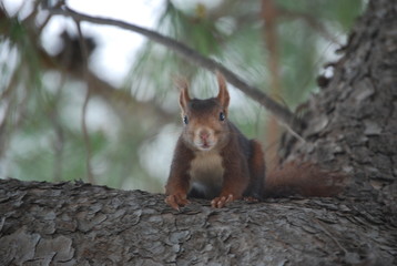 Red Spanish Squirrel Portrait