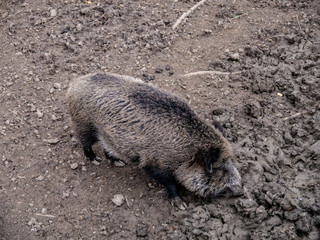 picture of a wild boar from above, searching in the mud for food