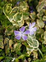 Vinca major 'Variegata' Grande Pervenche panachée couvre-sol