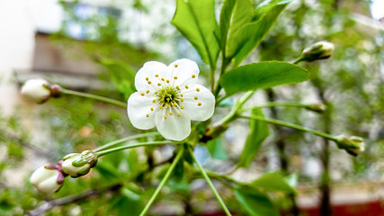 White Apple blossom on branch