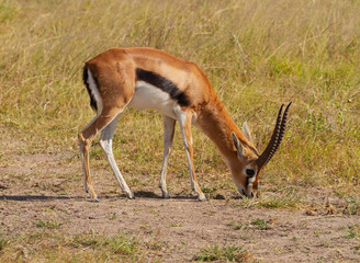 Thomson's gazelle 