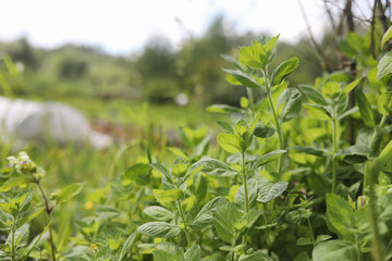 Landscape is summer. Green trees and grass in a countryside landscape. Nature summer day. Leaves on the bushes.