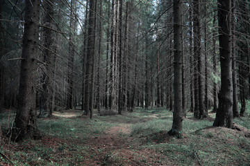 Obraz premium Pine forest. Depths of a forest. Journey through forest paths. Trees without foliage in early spring. Trekking through the reserve.