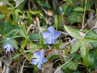 Vinca minor - Petite pervenche aux fleurs bleues sur des tiges rampantes