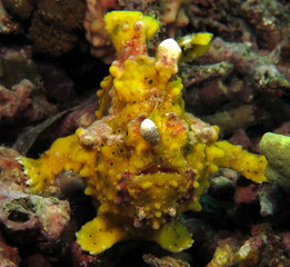 Underwater world - Warty frogfish - Antennarius maculatus. Bali, Tulamben, Indonesia.