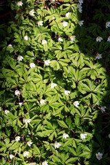 April is the month. blossomed forest flowers. The snowdrop is white. forest anemone.