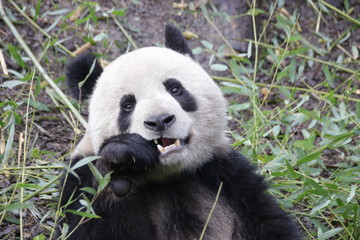 Happy Panda Eating Bamboo leaves