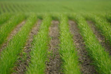 Field in Spring