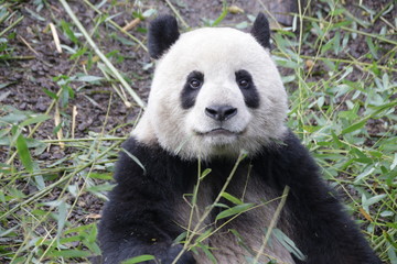 Fototapeta premium Close up Cute Face of Giant Panda, China