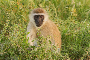 Vervet monkey 
