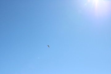Sky bird