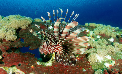 lion fish