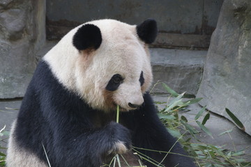 Close up Fluffy Panda eating Bamboo, China