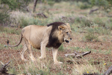 Afrikanischer Löwe / African Lion / Panthera Leo.