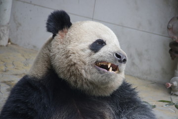 Fototapeta premium Funny Pose of Giant Panda Name Oreo, Panda Valley, China