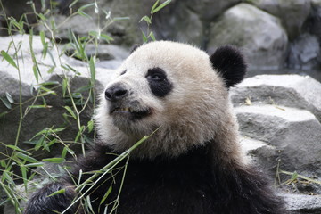 Fototapeta premium Fluffy Panda's face , Chengdu, China