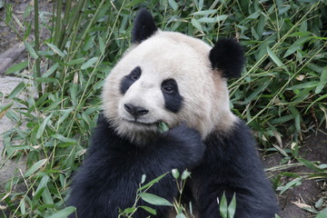 Happy Face of Giant Panda in Chengdu, China