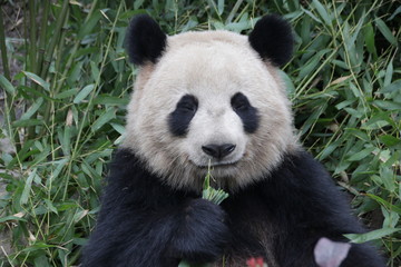 Fototapeta premium Fluffy Face of Round Face Panda Cub, China