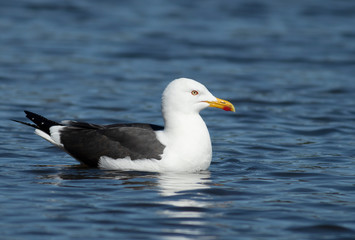 Fototapeta na wymiar Great black-backed gull 