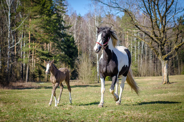 mother horse and child galloping in the field in spring landscape