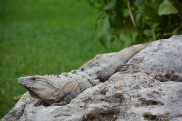 Iguana