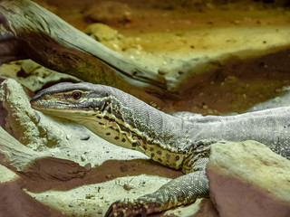 picture of amazing giant reptile lizard sitting in captivity on sand between rocks and tree branches