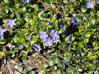 Vinca minor - Tapis de Petites pervenches