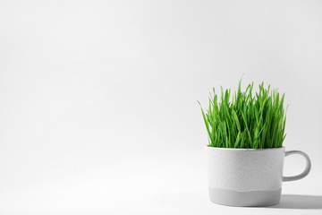 Ceramic cup with fresh wheat grass on white background, space for text