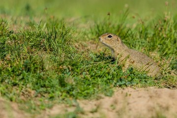 Small european ground squirrel, Spermophilus citellus, watching out being curious in green grass, a sunny spring day at a prairie